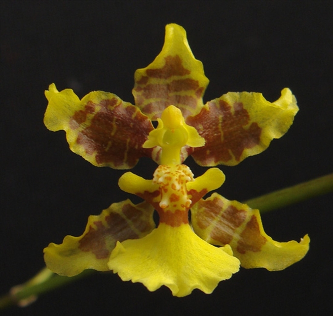 Oncidium altissimum