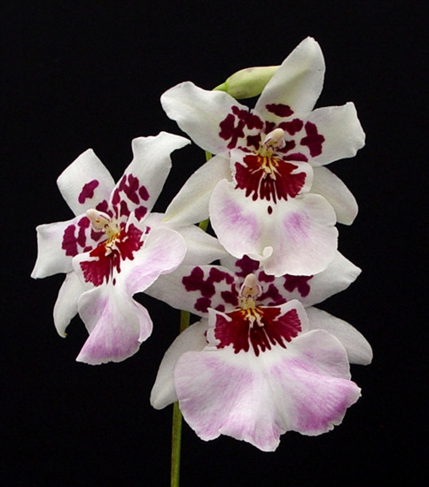 Beallara Purple Haze 'Jimi Hendrix' (Milt. Boulivot x Bllra