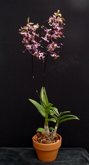Dendrobium Caesar 'Penangs Little Magic' - OrchidWeb