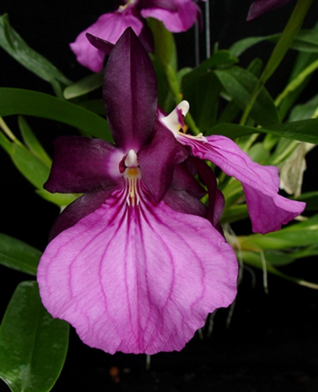 Miltonia spectabilis var. moreliana 'King Kong' 4N