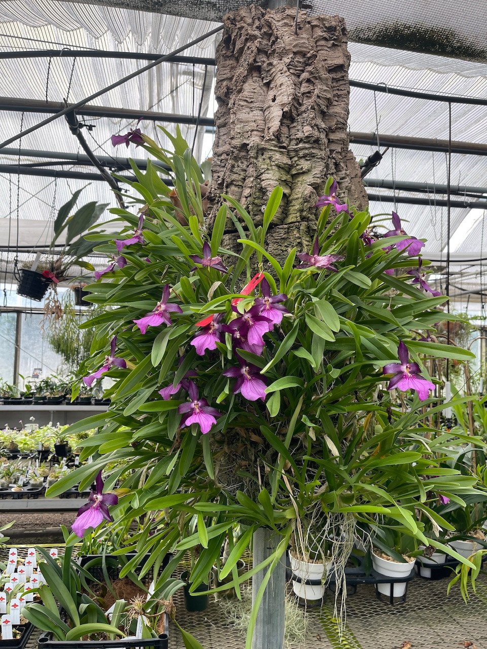 Miltonia spectabilis var. moreliana 'KingKong' 4N - OrchidWeb