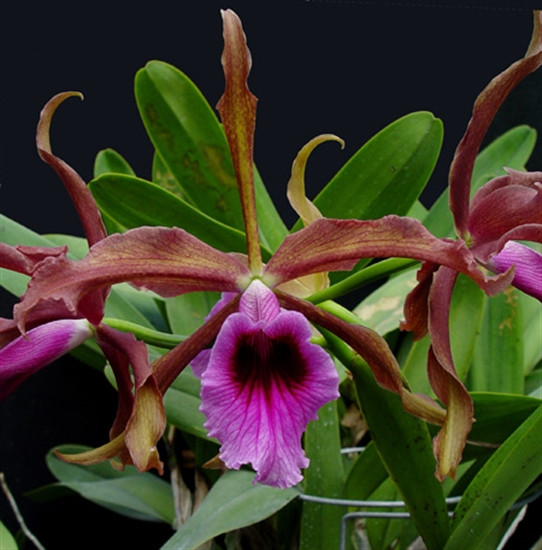 Laelia tenebrosa 'Dark Splendor' (4N) - OrchidWeb