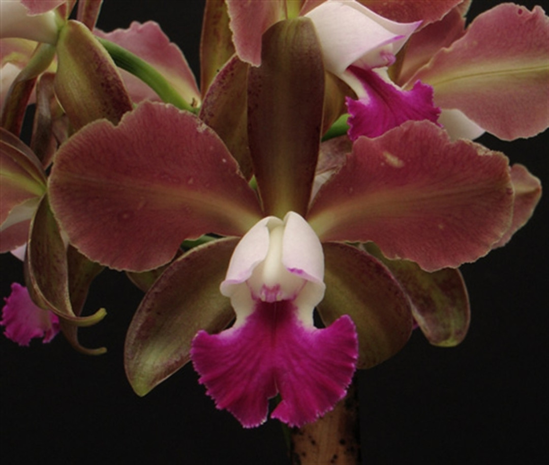 スポーツトイ・アクショントイ Hydrangea Cattleya / Fervent Red スポーツトイ・アクショントイ Hydrangea Cattleya / Fervent