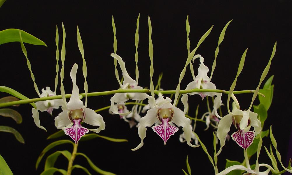 Dendrobium stratiotes - OrchidWeb