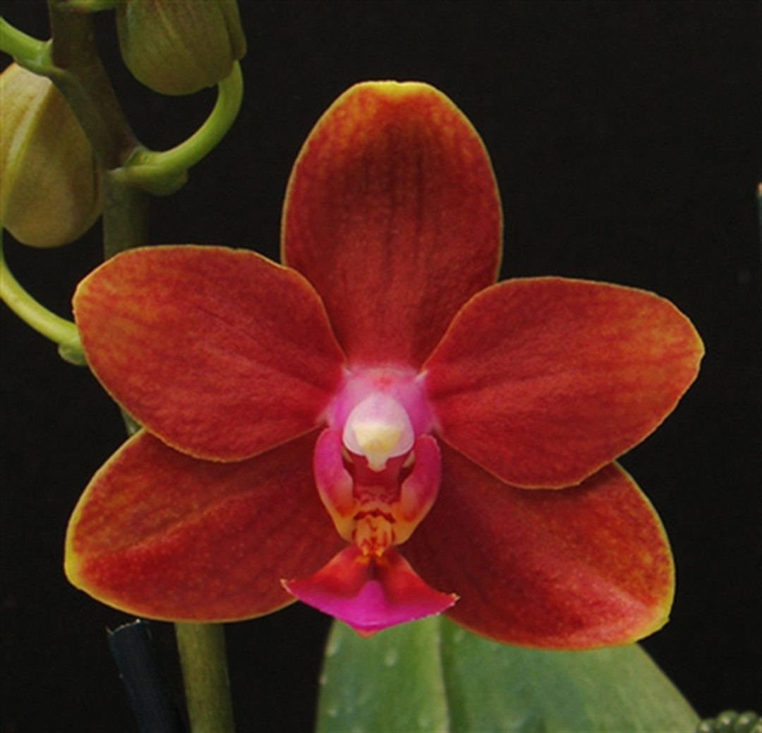 Phal. Perfume Phoenix