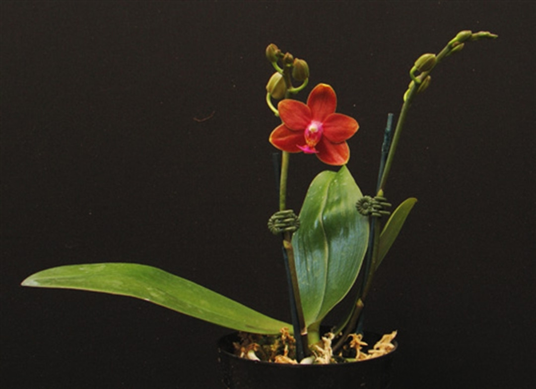 Phal. Perfume Phoenix