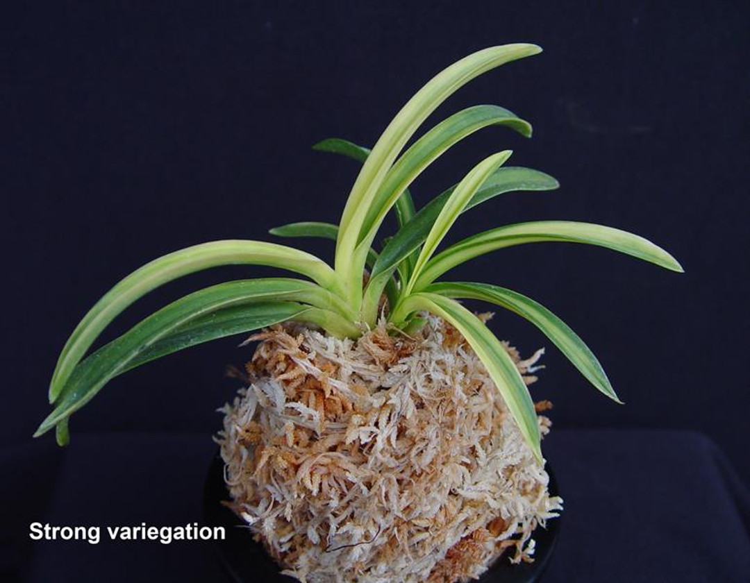 Neofinetia falcata 'Aojiku Fugaku' 青軸富嶽