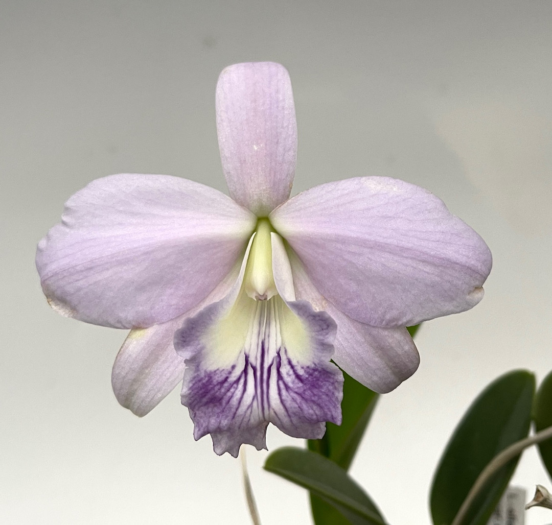 Laelia sincorana var. coerulea - OrchidWeb