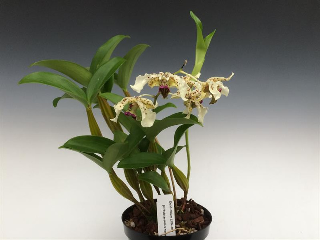 Dendrobium atroviolaceum