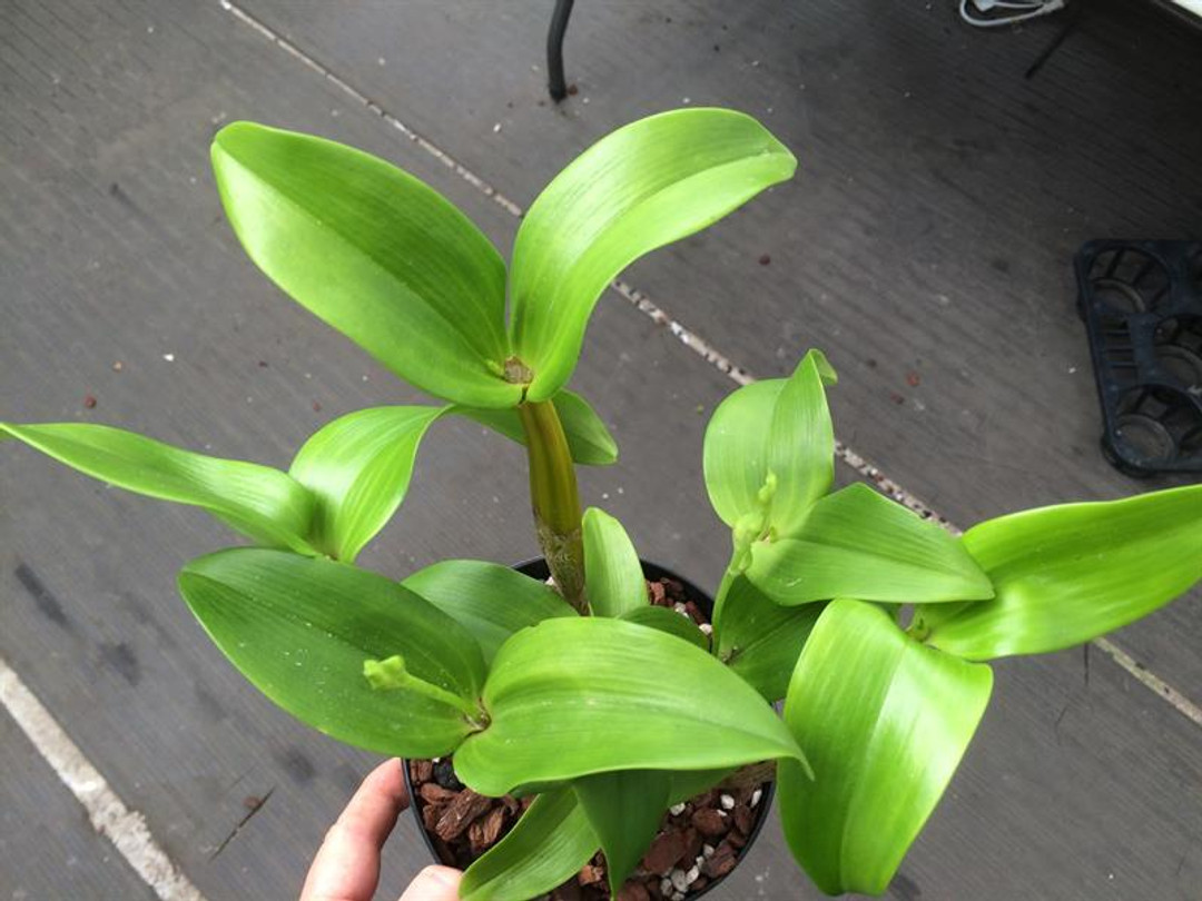 Dendrobium atroviolaceum