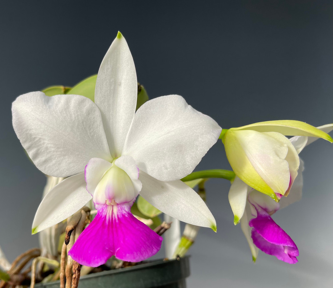 Cattleya walkeriana var. semi-alba 'Tokyo No.1' SM/JOGA