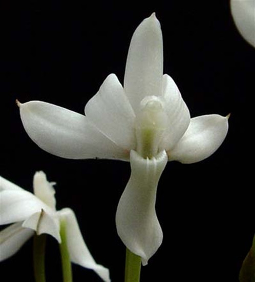Aerangis cryptodon - OrchidWeb