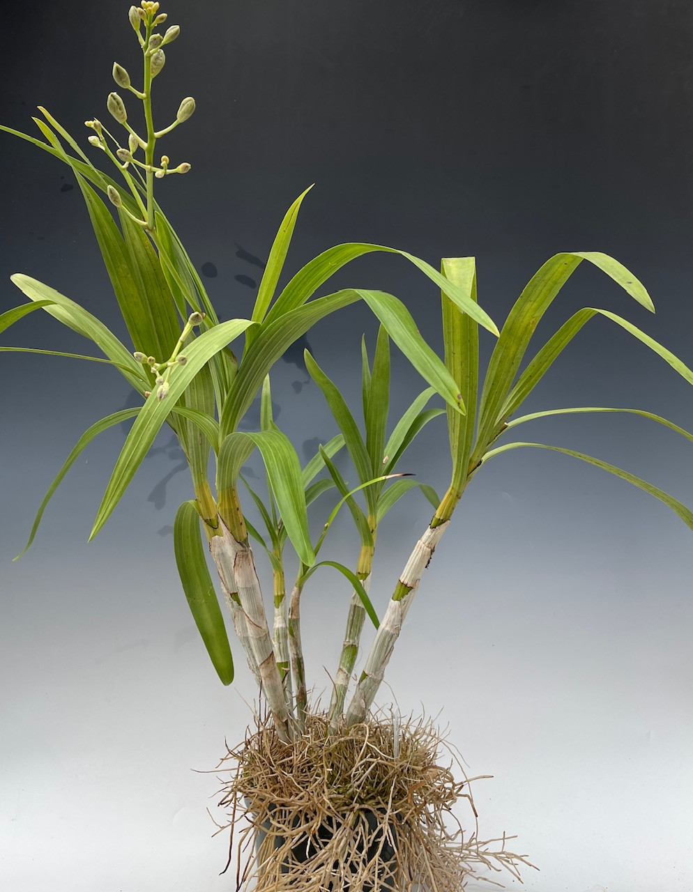 Ansellia africana (syn. Ansellia nilotica) ('Rosminah' (4N) x self