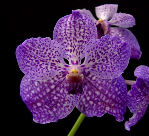 Vanda Pachara Delight 'Isabella' x Vanda coerulea 'Mike' AM/AOS