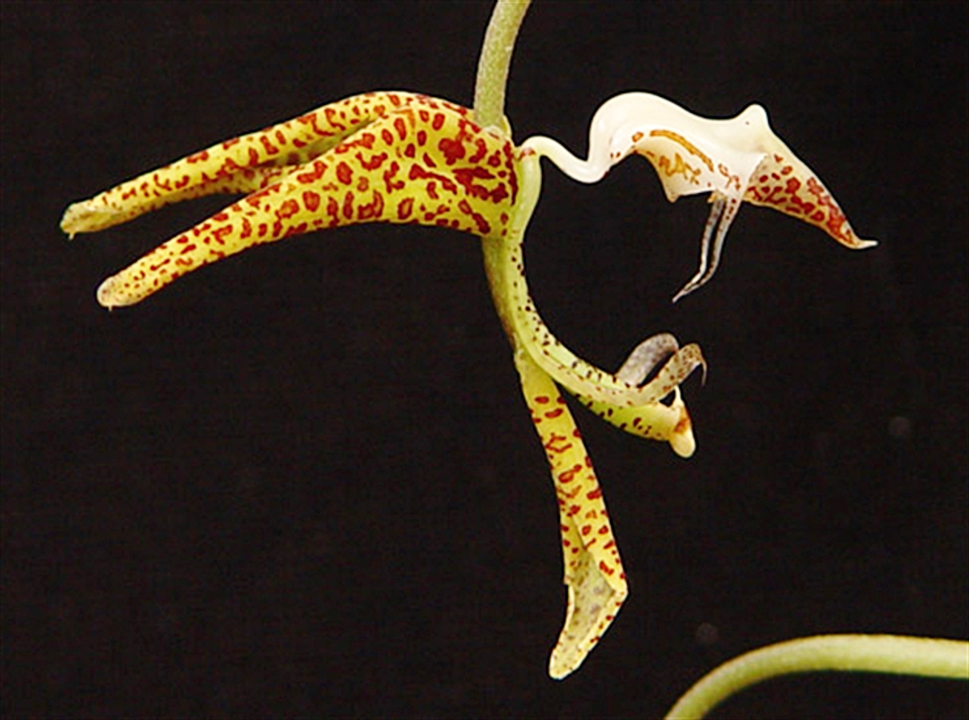 Gongora gratulabunda