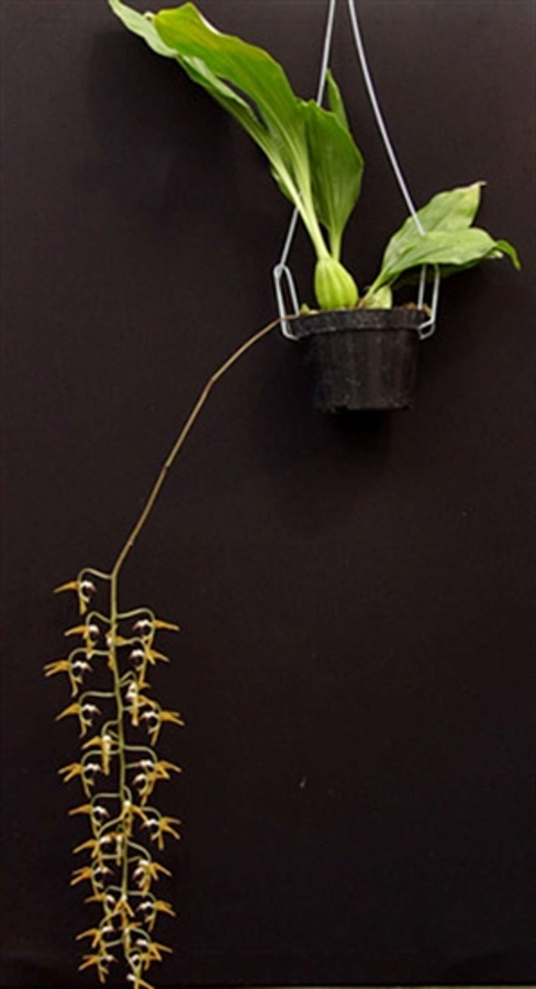 Gongora gratulabunda