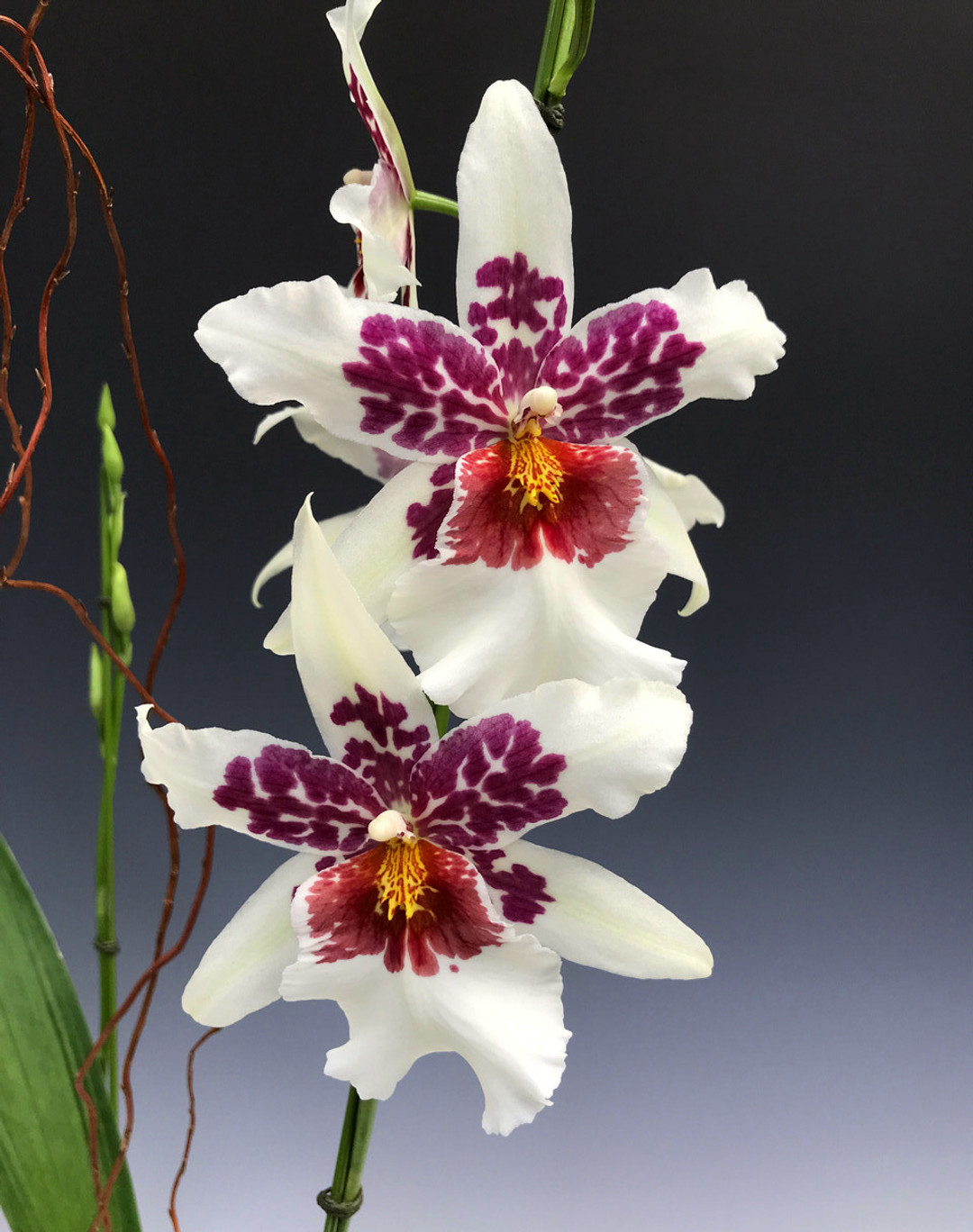 Schunkeara Big Shot 'Hilo Sparkle' (Aliceara Tahoma Glacier