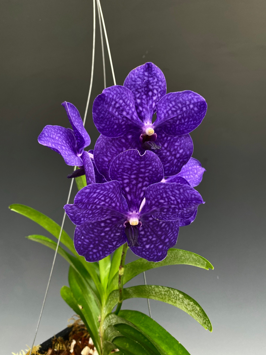 e625d357-d5b1-4441-aa94-