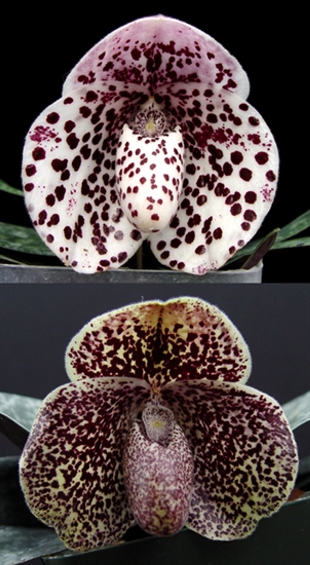 papha Paph. Memoria Larry Heuer (malipoense x emersonii) - OrchidWeb