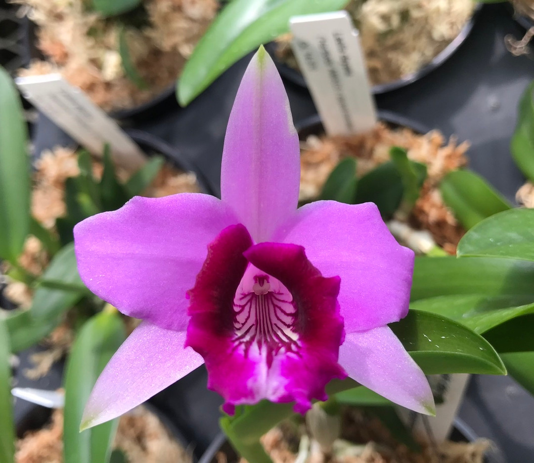 Laelia dayana (Syn. Cattleya bicalhoi)