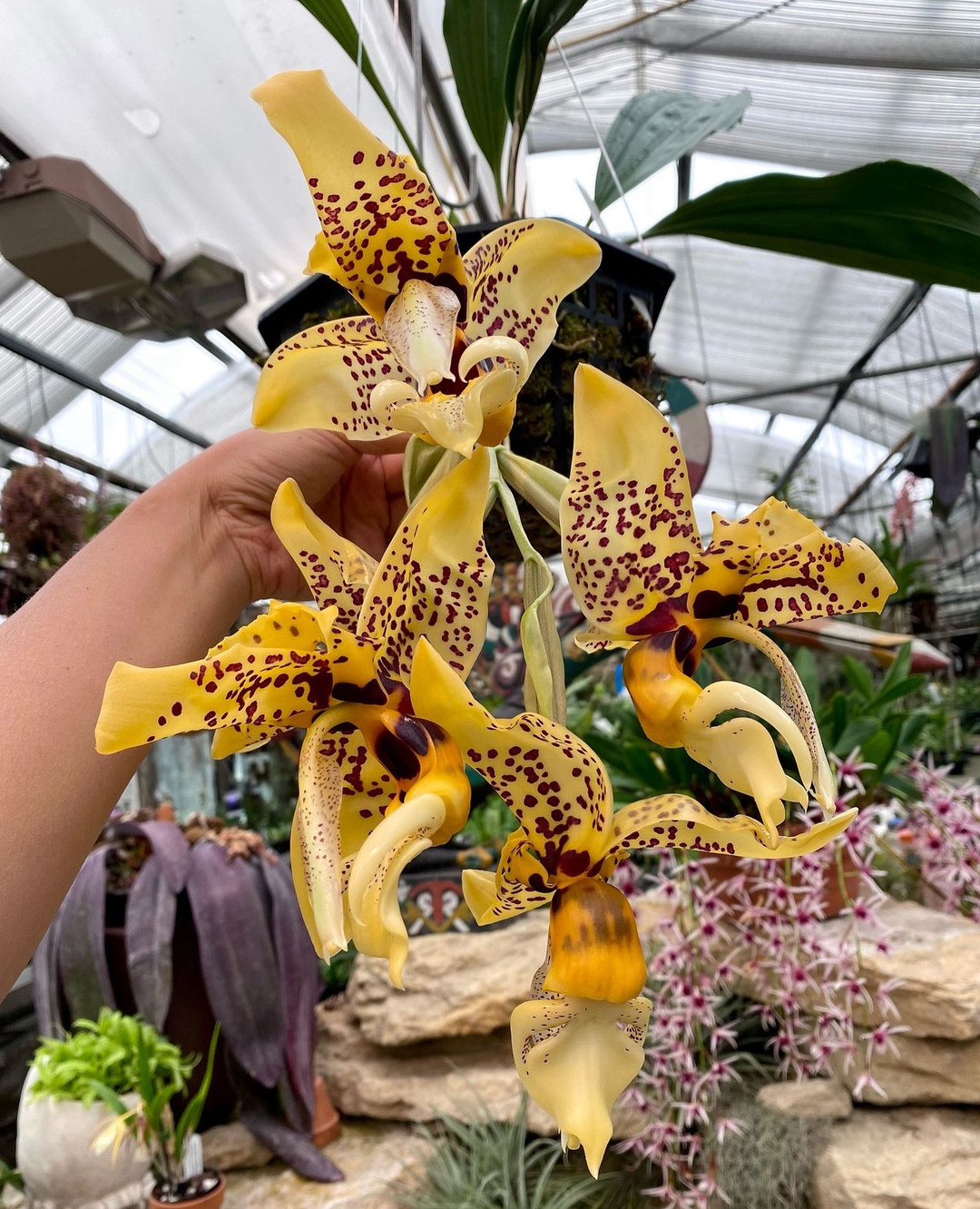 Stanhopea shuttleworthii - OrchidWeb