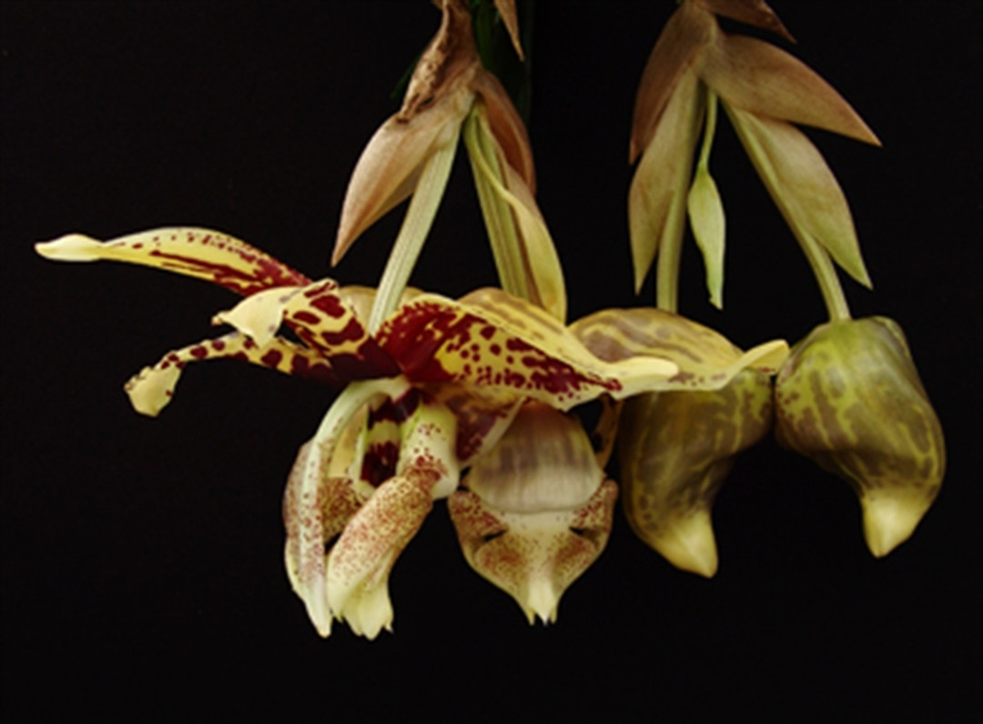 Stanhopea tigrina 'Godzilla'