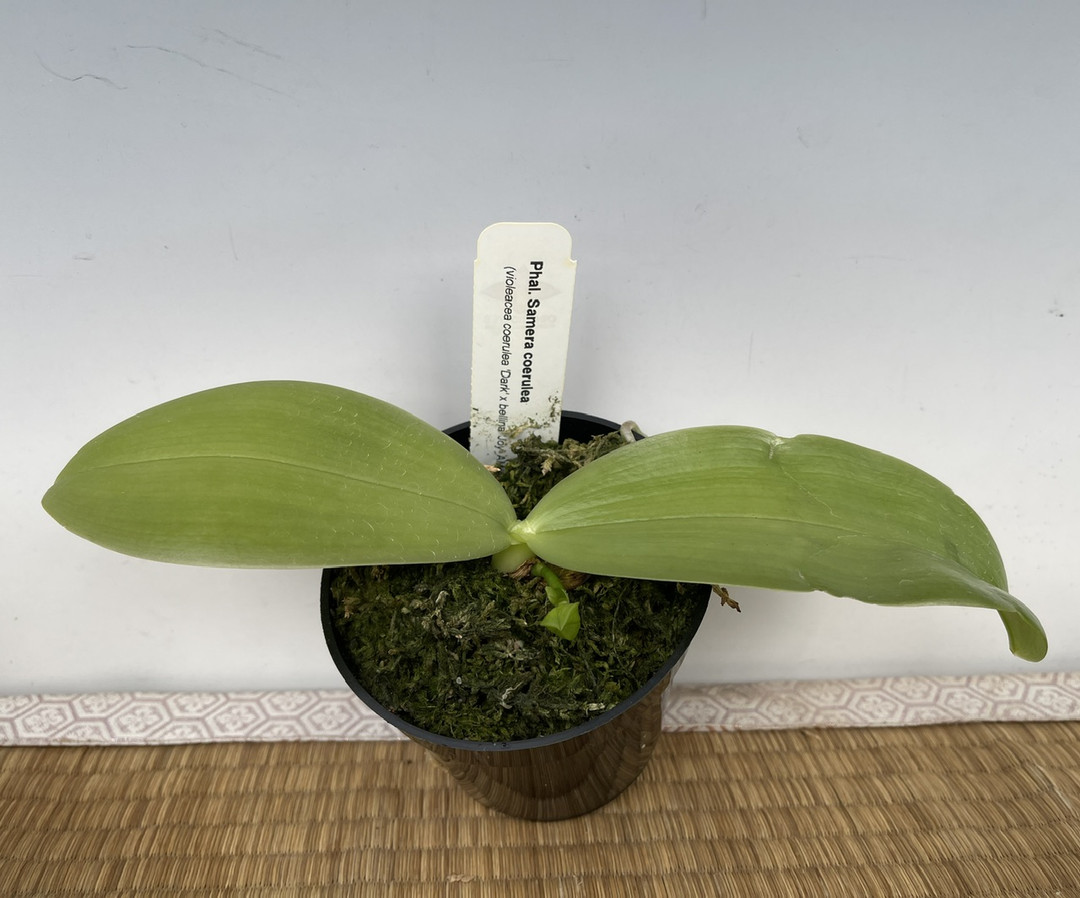 Phal. Samera coerulea (violacea coerulea 'Dark' x bellina 'Joy