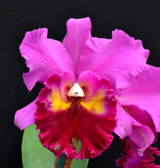 Cattleya Nigritian 'King of Kings Lakeview' - OrchidWeb