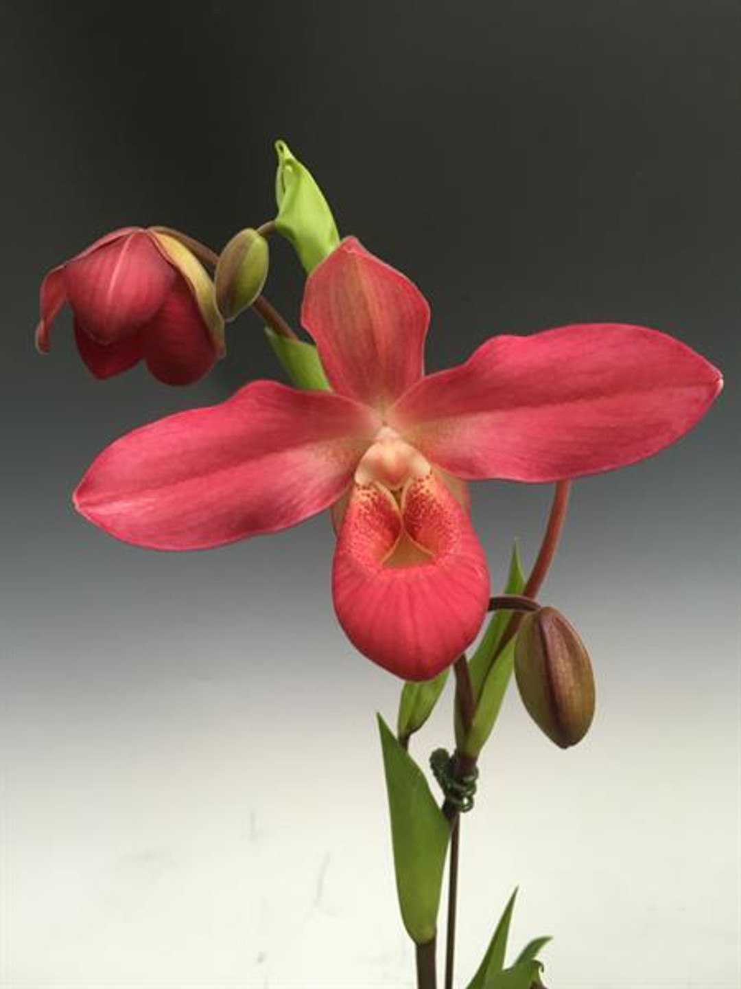 c9a5ad9c-ad81-4904-96be-0c631fc2c68c