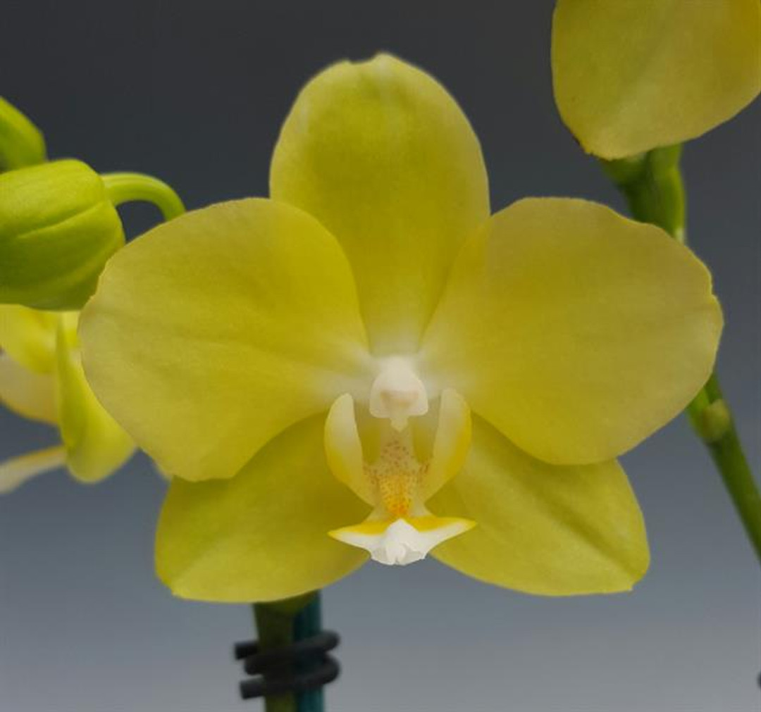 Phal. Taida Smile (Taipei Gold x Timothy Christopher)