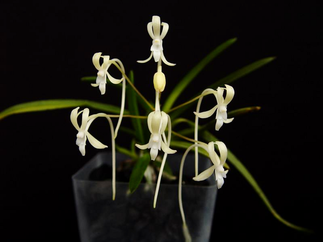Neofinetia falcata 'Kagerou'　陽炎