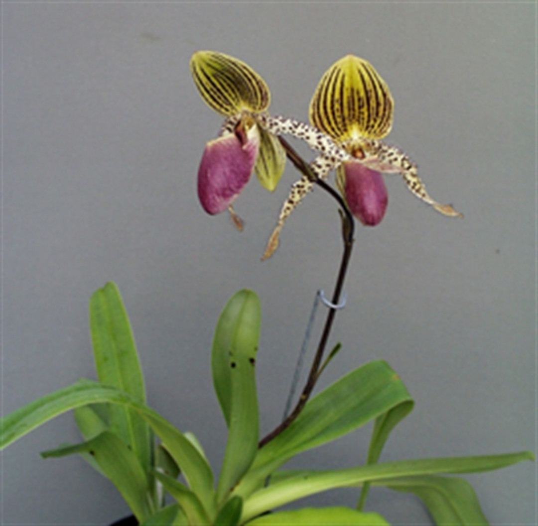Paph. Transdoll