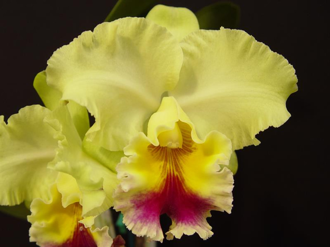 Blc. Goldenzelle 'Lemon Chiffon' AM/AOS