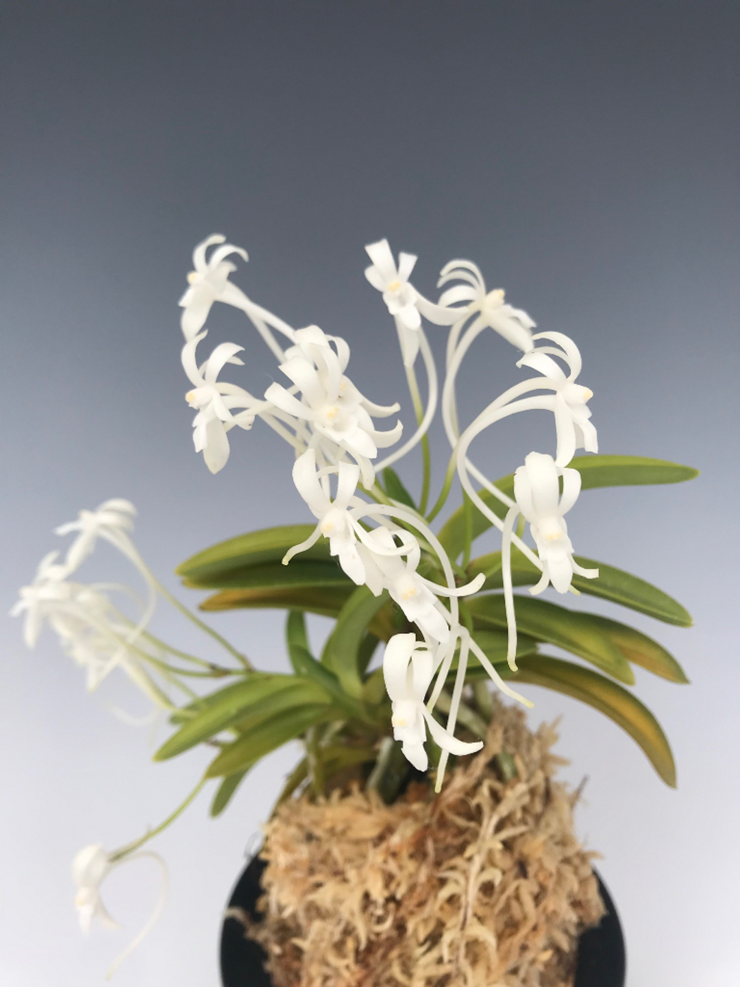 d571c61e-3980-4124-87b3-8e8d577073c6