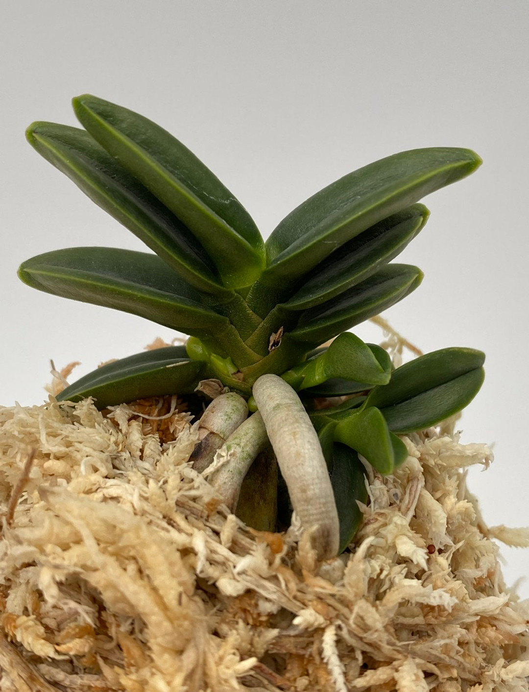 0a7cf803-6913-4b04-8720-4385c7d6a055