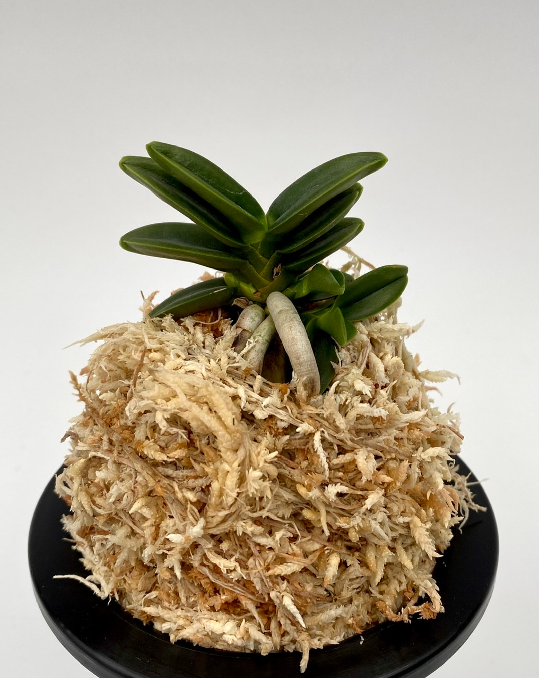 05343985-3eea-4a49-aaae-f5e32ade71fa