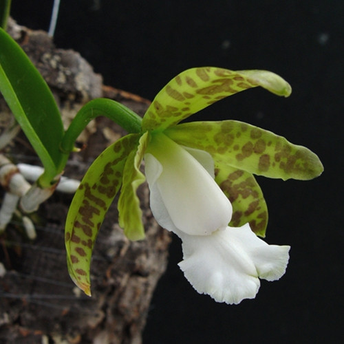 Cattleya aclandiae albescens x self - OrchidWeb