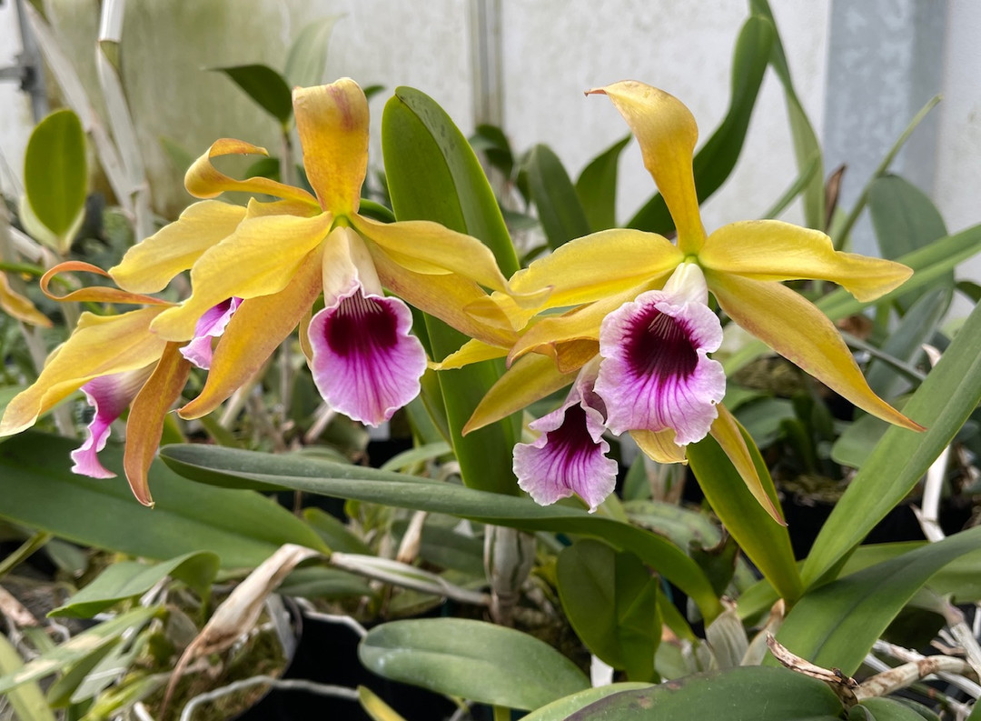 Laelia tenebrosa var. aurea ('Yellow Gold' x self) - OrchidWeb