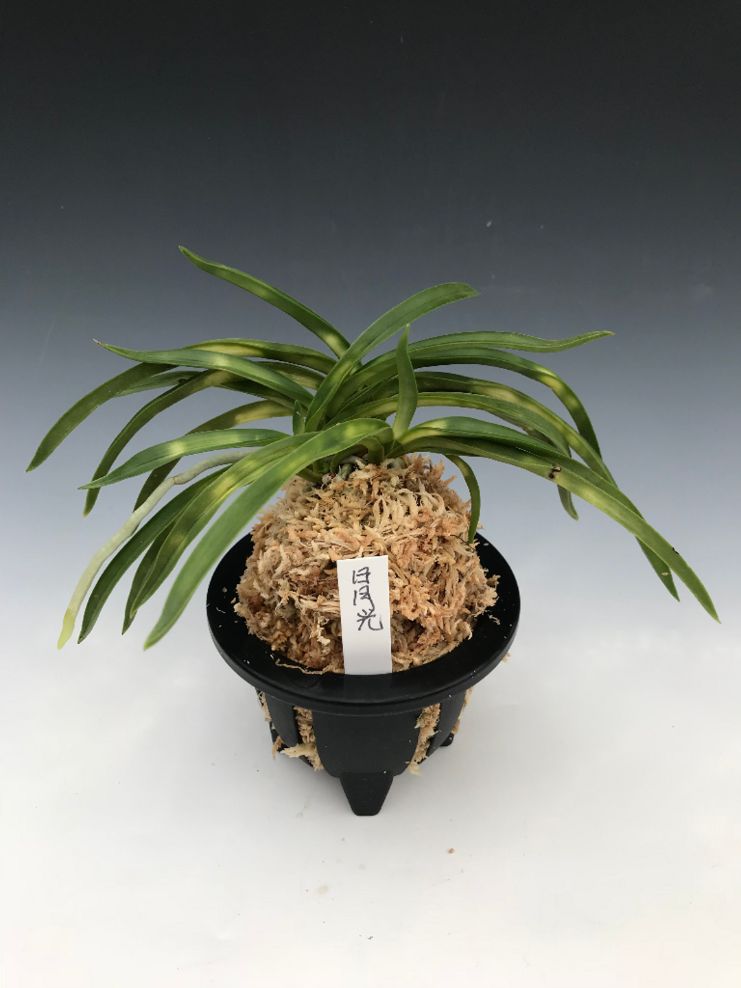 Neofinetia falcata 'Jitsugetsukou' 日月光 7.31.18