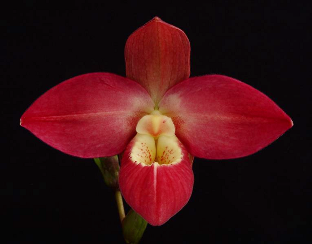 Phrag. Jerry Lee Fischer (besseae 'Rob's Choice' AM/AOS (4N) x Incan Treasure)