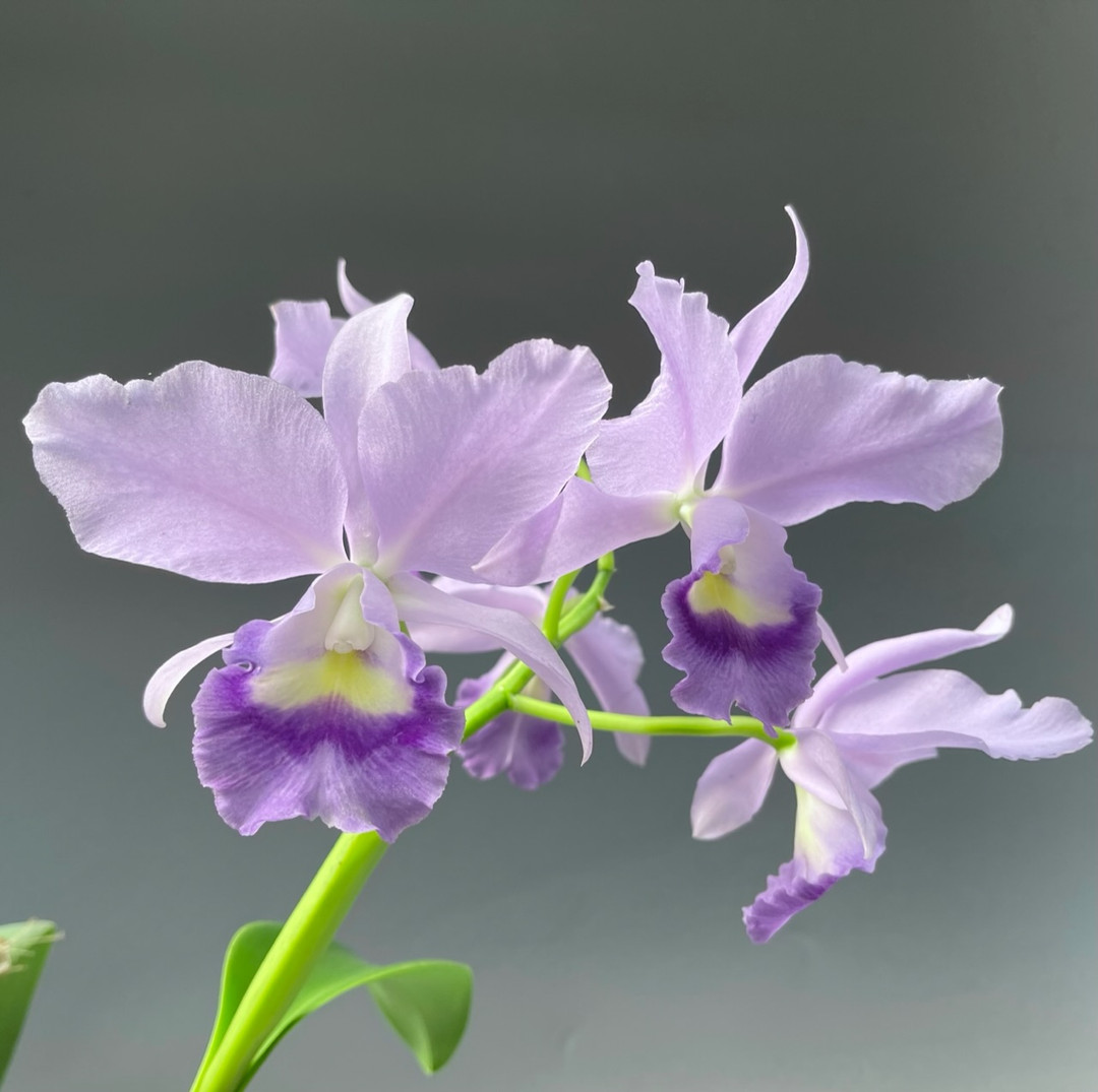Cattleya Fitz Eugene coerulea (C. Portia coerulea 'Sir Jeremiah