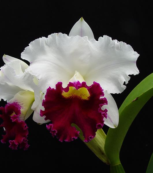 Rlc. Plyushechka (registered name) C. [Lc.] Chyong Guu Swan 'Ruby