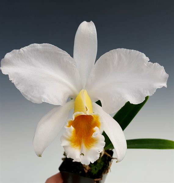 Cattleya percivaliana albescens 'Sonia' x self - OrchidWeb