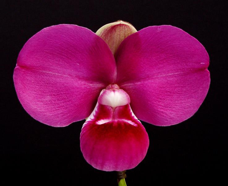 Phrag. kovachii ('Tesoro Morado' x '#1') - OrchidWeb