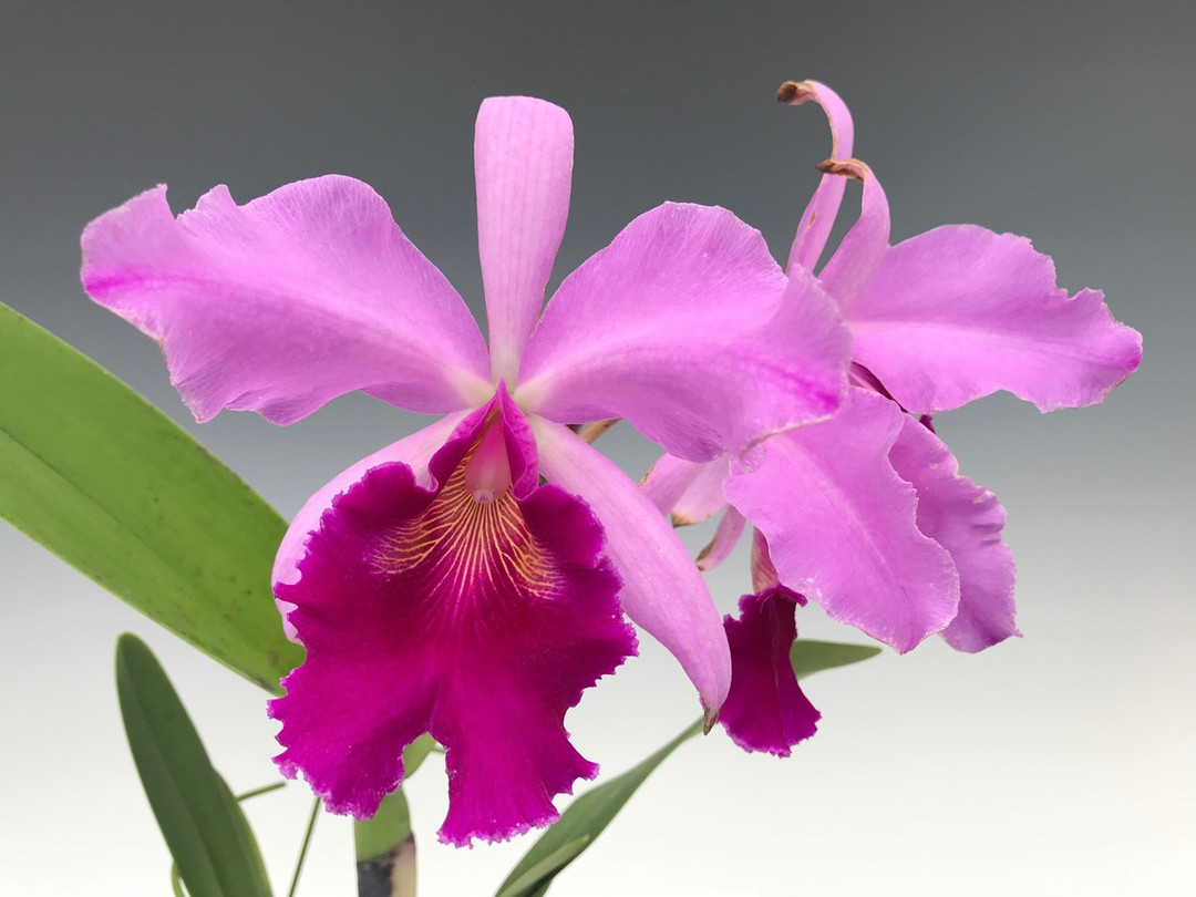 cdcac631-acce-452d-8dc1-c75a45eaf61c