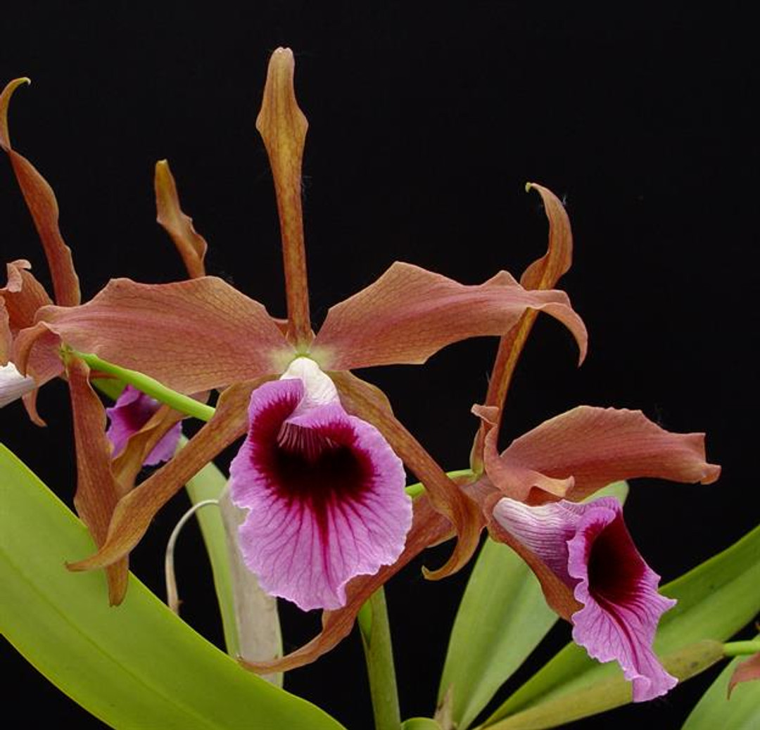 botanical☆ Cattleya Mark Jones-Sandra Turner — Palmer Orchids