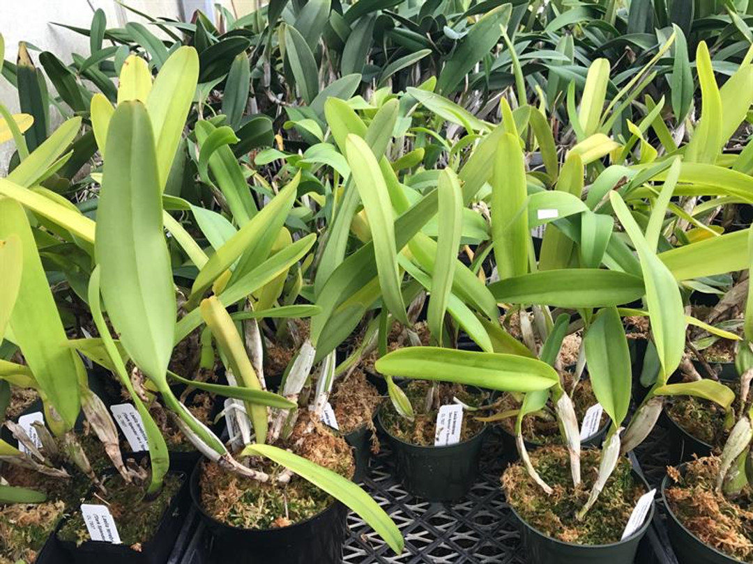 LaLaNa Laelia tenebrosa (4N) ('Dark Splendor' (4N) x 'Spectacular