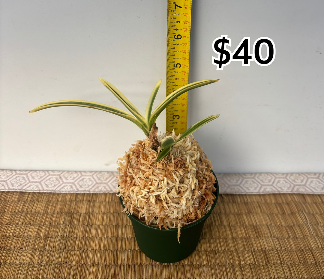 Neofinetia falcata 'Gojo Fukurin' 御城覆輪 - OrchidWeb