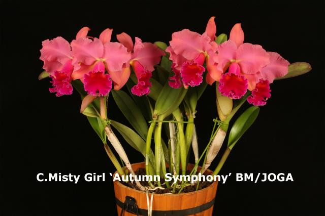 moca is beautiful キャノンデール CAADOPTIMO4 mistygirl__00285.1752772611.jpg