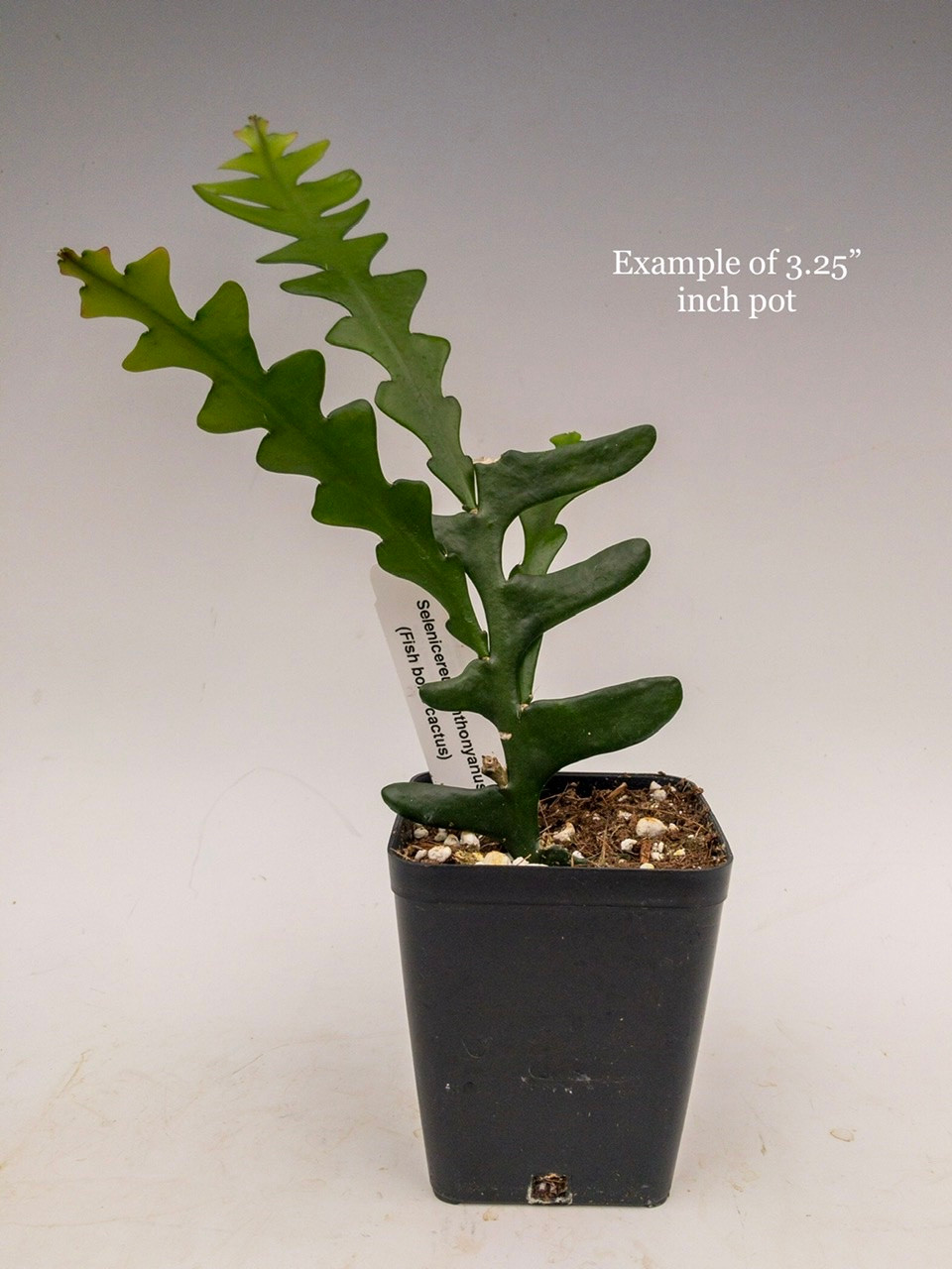 Selenicereus anthonyanus - Fish bone cactus - OrchidWeb